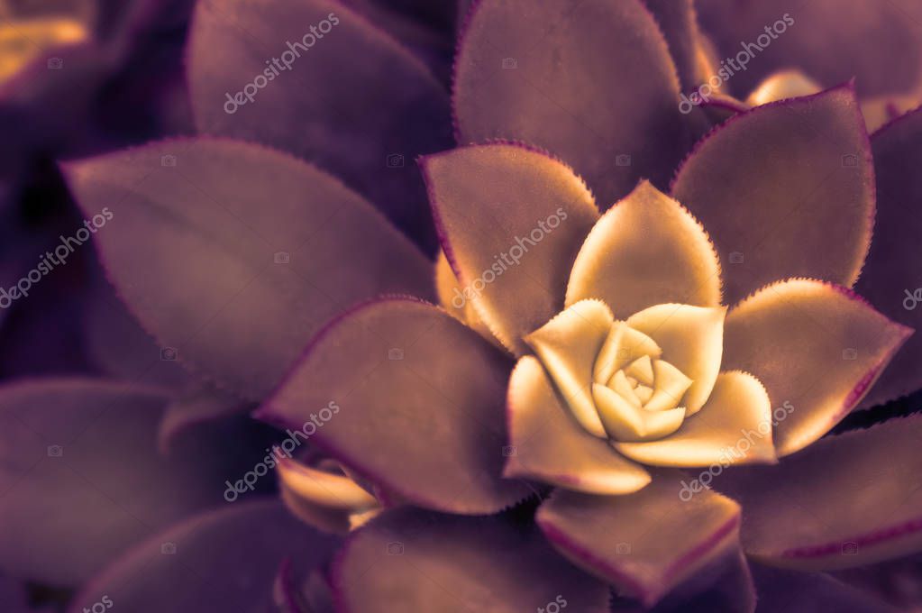 Cactus and Succulent Echeveria. Close up of succulent echeveria plant, growing beautiful succulents of echeveria.