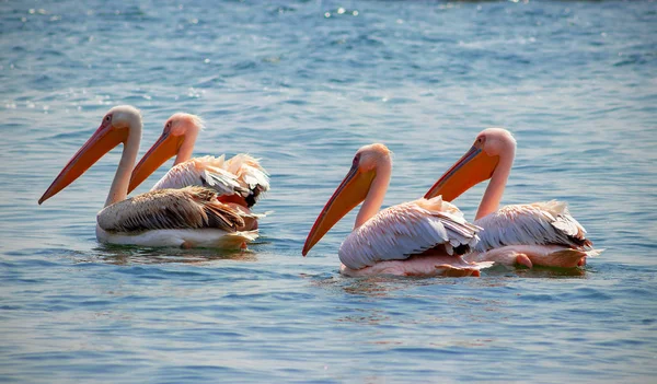 Dört Büyük Beyaz Afrika Pelikan Pelikan Familyasından Kuşlardır Kuşlar Güneşli — Stok fotoğraf