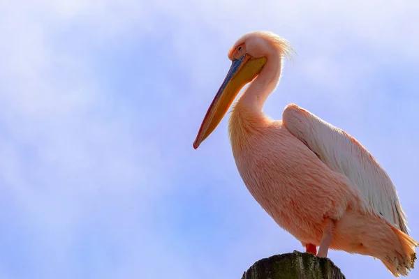 Great White African Pelican Bird Bright Blue Background Close Bottom — Stock Photo, Image