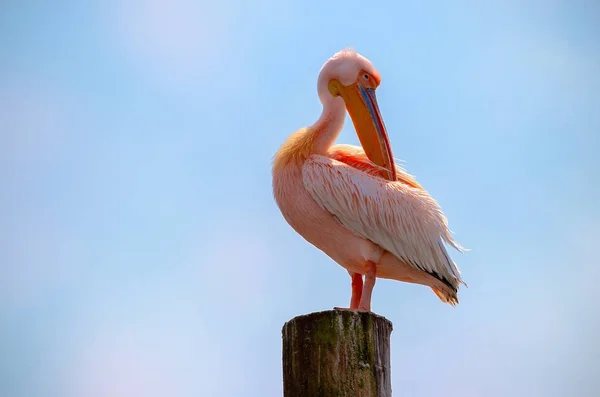 Großer Weißer Afrikanischer Pelikanvogel Auf Hellblauem Hintergrund Nahaufnahme Und Ansicht — Stockfoto