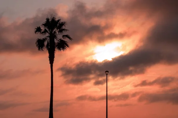 Palm Träd Och Gatlykta Tunga Dramatiska Moln Och Ljusa Himmel — Stockfoto