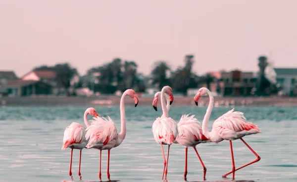 Wild african birds. Group birds of pink african flamingos  walking around the lagoon and looking for food
