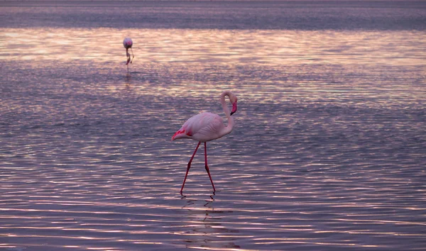 Oiseaux Sauvages Africains Oiseau Flamant Rose Africain Promène Dans Lagune — Photo