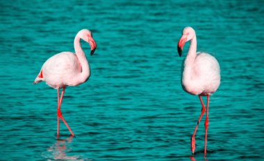 Vahşi Afrika kuşları. Pembe Afrika flamingo iki kuş lagün etrafında yürüyüş ve yiyecek arıyor