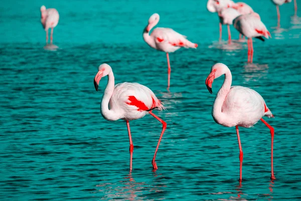 Wilde Afrikaanse Vogels Twee Vogels Van Roze Afrikaanse Flamingo Wandelen — Stockfoto
