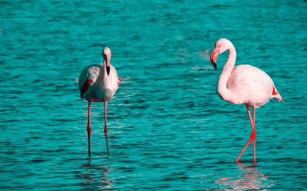 Wild african birds. Two birds of pink african flamingo  walking around the lagoon and looking for food