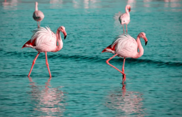 Aves Africanas Selvagens Dois Pássaros Flamingo Africano Rosa Caminhando Pela — Fotografia de Stock
