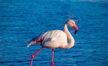 Vahşi Afrika kuşları. Pembe afrika flamingo bir kuş lagün etrafında yürüyüş ve yiyecek arıyor