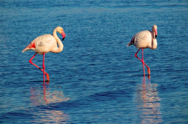 Dzikie Ptaki Afrykańskie Dwa Ptaki Różowego Afrykańskiego Flaminga Spacerując Lagunie — Zdjęcie stockowe