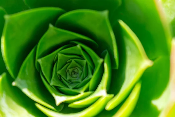 美しい緑色のエチェベリア サボテン クローズアップマクロソフトフォーカススプリングは 柔らかいぼやけた背景に屋外 ロマンチックな柔らかい優しい芸術的イメージ — ストック写真