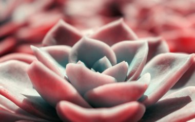 Güzel pembe echeveria (kaktüs) yakın çekim makro yumuşak odak bahar açık yumuşak bulanık arka plan üzerinde. Romantik yumuşak nazik sanatsal görüntü.