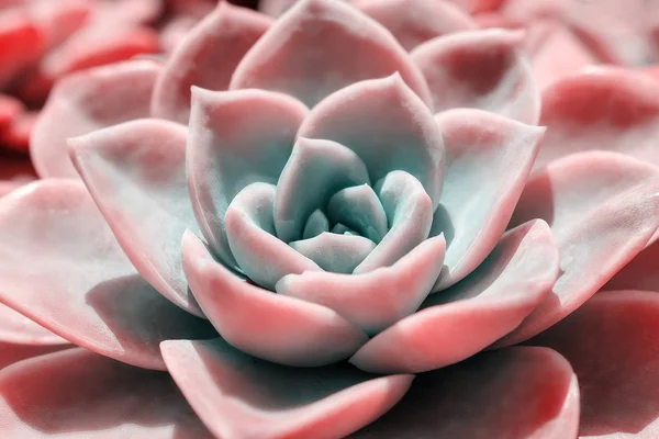 Vackra Rosa Echeveria Kaktus Närbild Macro Mjukt Fokus Våren Utomhus — Stockfoto