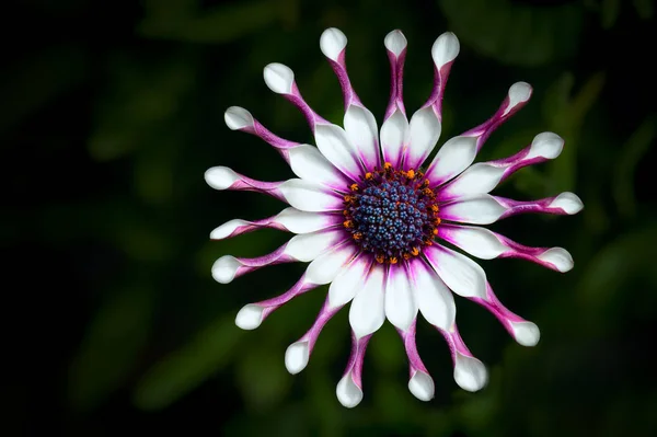 Close White Gazania Flowers Gentle Natural Dark Background — Stock Photo, Image
