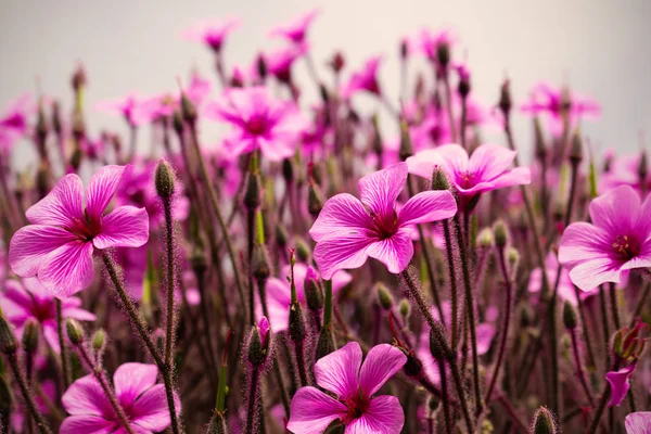 Beautiful Purple Flowers Spring Nature Blue Sky Soft Focus Magic — Stock Photo, Image