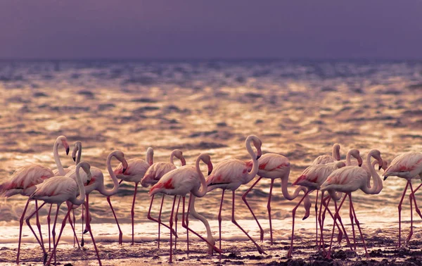 Aves Africanas Selvagens Grupo Grandes Flamingos Brancos Oceano Atlântico Pôr — Fotografia de Stock