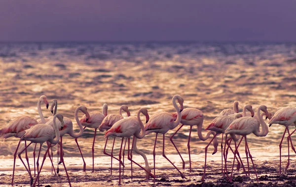 Oiseaux Sauvages Africains Groupe Grands Flamants Blancs Dans Océan Atlantique — Photo