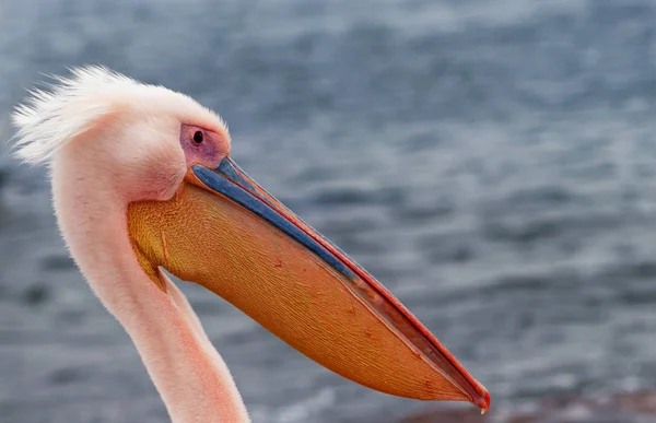 美しいピンクのペリカンの鳥 ナミビアで撮影された自然の野生動物 海の背景を持つペリカン 自然界の野生動物 自然のクローズアップ — ストック写真