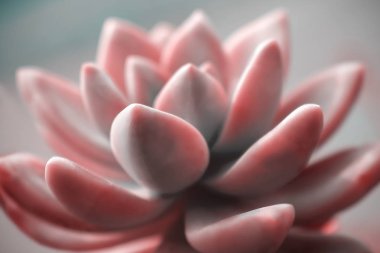 Güzel pembe echeveria (kaktüs) yakın çekim makro yumuşak odak bahar açık yumuşak bulanık arka plan üzerinde. Romantik yumuşak nazik sanatsal görüntü.