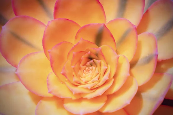 Gyönyörű Sárga Echeveria Kaktusz Közeli Makró Lágy Fókusz Tavaszi Kültéri — Stock Fotó