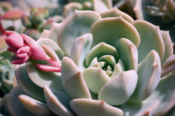 Vacker Grön Echeveria Kaktus Närbild Macro Mjukt Fokus Våren Utomhus — Stockfoto