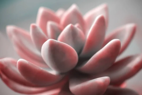 Gyönyörű Rózsaszín Echeveria Kaktusz Közeli Makró Lágy Fókusz Tavaszi Kültéri — Stock Fotó