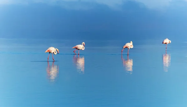 Afrikanische Wildvögel Gruppe Vögel Rosafarbener Flamingos Spazieren Durch Die Blaue — Stockfoto