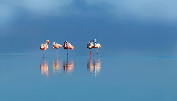 Afrikanische Wildvögel Gruppe Vögel Rosafarbener Flamingos Spazieren Durch Die Blaue — Stockfoto