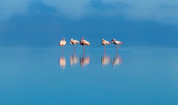 Wild african birds. Group birds of pink african flamingos  walking around the blue  lagoon and looking for food