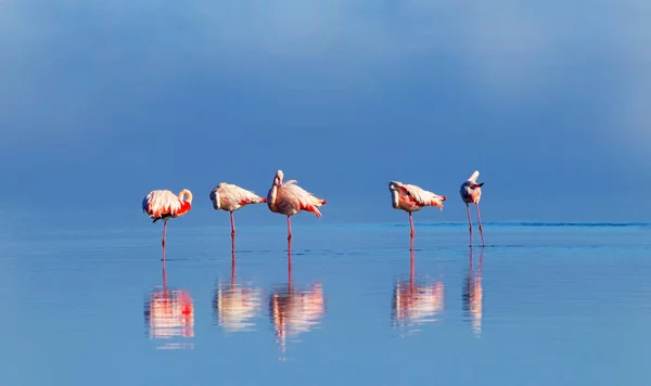 Wild african birds. Group birds of pink african flamingos  walking around the blue  lagoon and looking for food