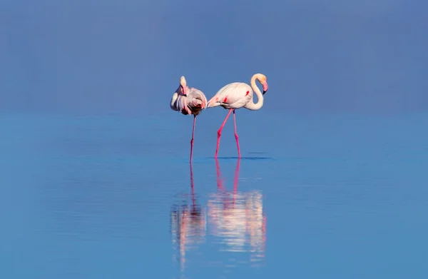 Vilda Afrikanska Fåglar Två Fåglar Rosa Afrikansk Flamingo Går Runt — Stockfoto