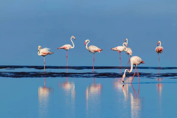 Дикие Африканские Птицы Группа Птиц Розовых Африканских Фламинго Прогуливается Синей — стоковое фото