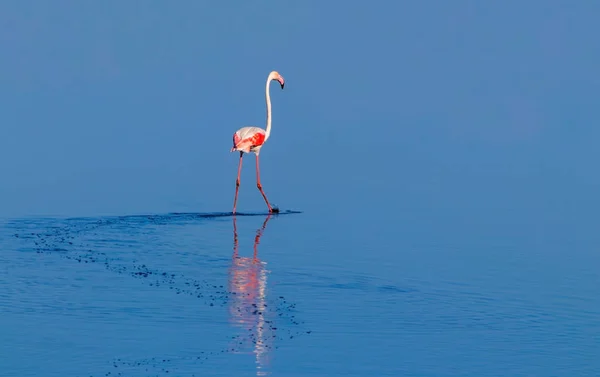 Wild African Birds One Bird Pink African Flamingo Walking Lagoon — Stock Photo, Image