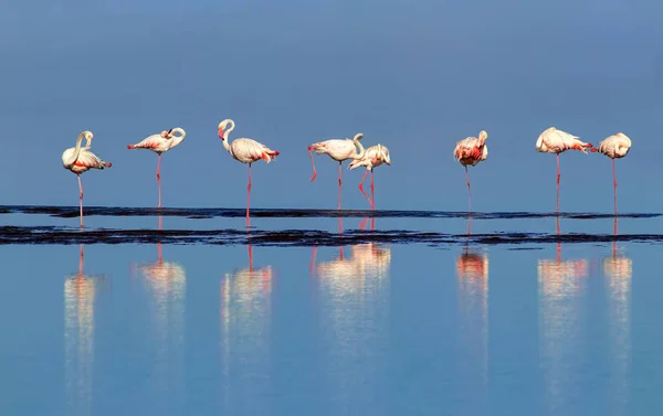 Wilde Afrikanische Vögel Gruppe Von Rosafarbenen Flamingos Spaziert Durch Die — Stockfoto