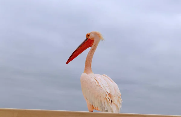 Schönen Rosa Pelikan Vogel Naturaufnahmen Namibia Pelikan Mit Meereshintergrund Wildtier — Stockfoto