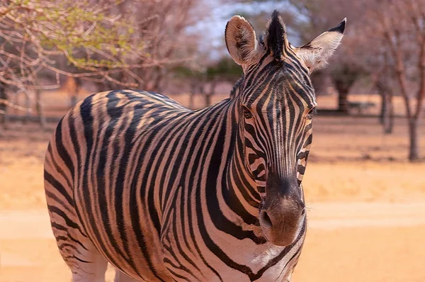 Divoká Africká Zvířata Zebra Zblízka Portrét Africké Pláně Zebry Suchých — Stock fotografie