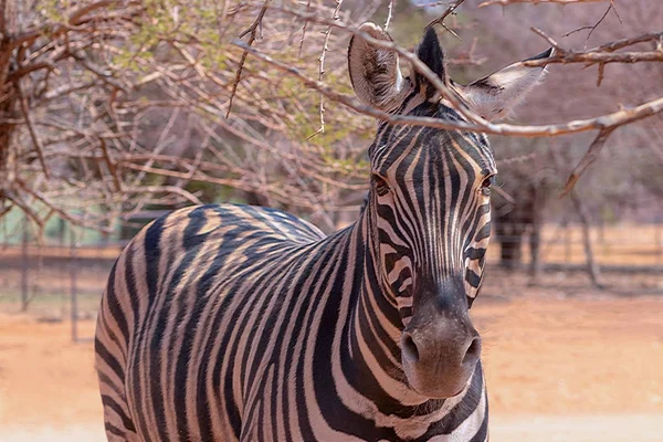 Wild african animals. Zebra close up portrait. African plains zebra on the dry yellow savannah grasslands.