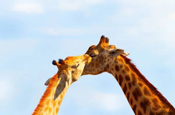 Wild African Animals Gentle Moment Male Female Giraffes Game Park — Stock Photo, Image