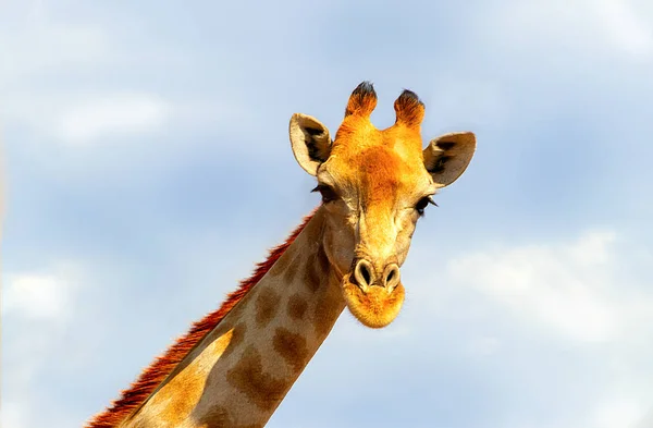 Primer Plano Jirafa Namibia Sobre Fondo Cielo Azul — Foto de Stock