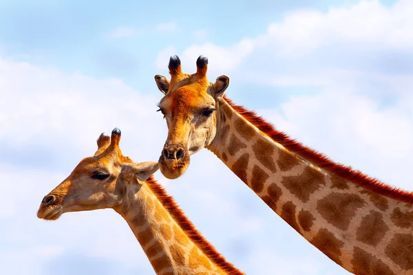 Animali Selvatici Africani Primo Piano Due Giraffe Namibiane Sfondo Cielo — Foto Stock