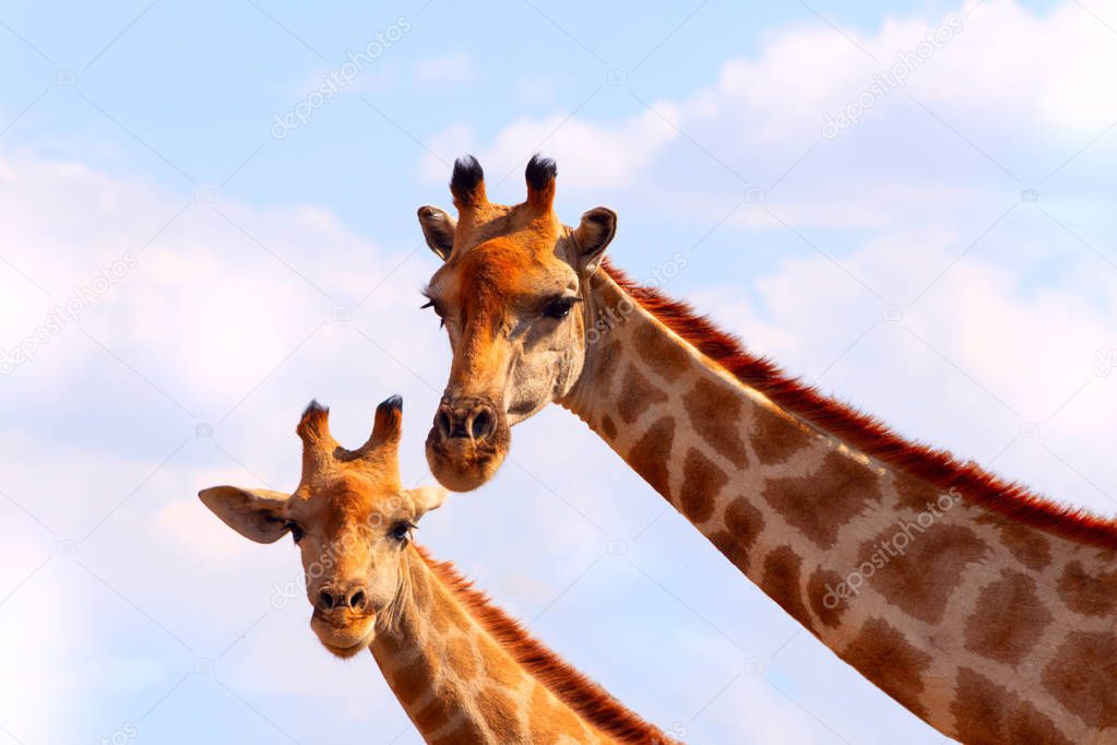 Wild african animals. Closeup two namibian giraffes on blue sky background