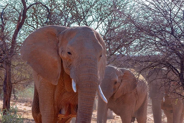 Elephant Family Walking Etosha National Park Namibia Animales Salvajes Africanos — Foto de Stock