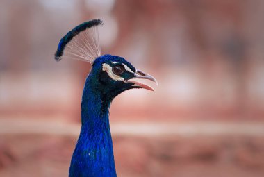 Büyük ve parlak renkli bir kuş olan 