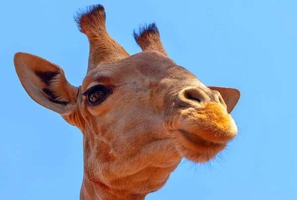 Wild African Animals Closeup Namibian Giraffe Blue Sky Background — Stock Photo, Image