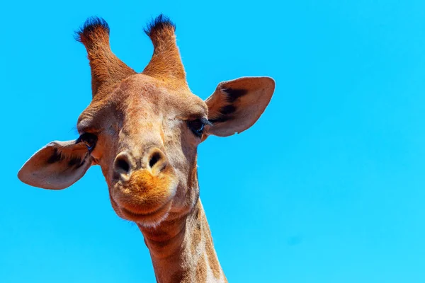 Animales Salvajes Africanos Primer Plano Jirafa Namibia Sobre Fondo Cielo —  Fotos de Stock