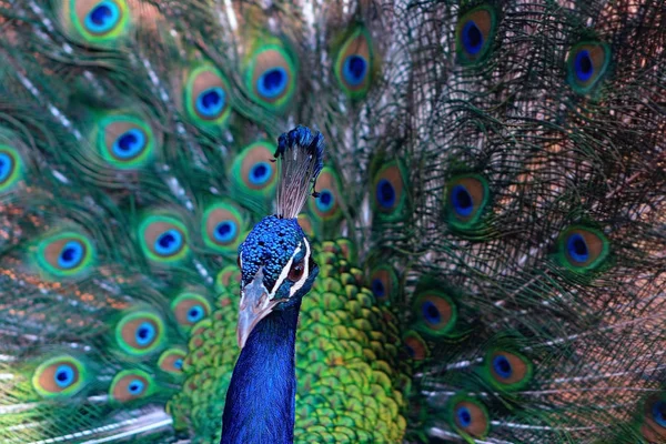 Vista Perto Pavão Africano Pássaro Grande Brilhantemente Colorido Retrato Belo — Fotografia de Stock