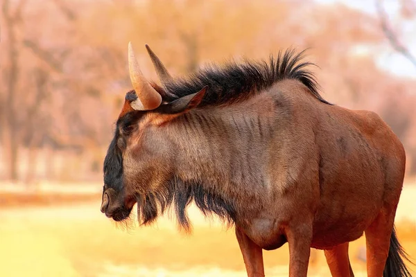 Africká Divoká Zvířata Modrý Pakambaly Velké Antilopy Procházky Suché Trávě — Stock fotografie