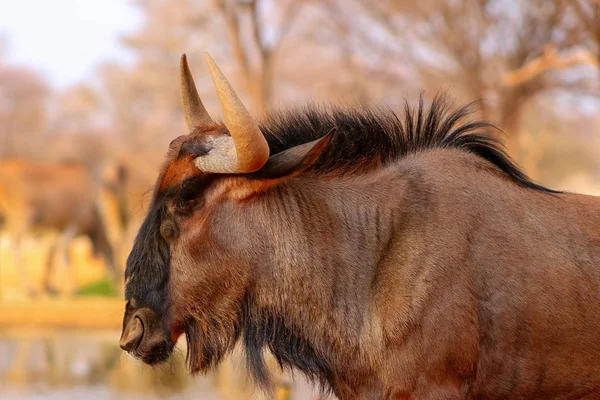 Afrikaanse Wilde Dieren Blauwe Gnoes Grote Antilope Wandelen Droog Gras — Stockfoto