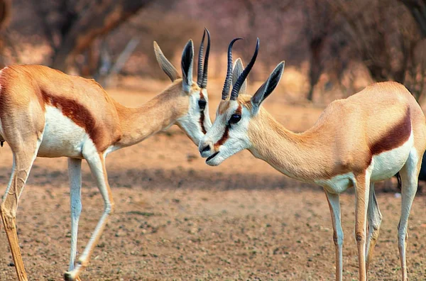 Dzikie Afrykańskie Zwierzęta Dwa Ssaki Afryki Springboks Wieczornym Świetle Tyłu — Zdjęcie stockowe
