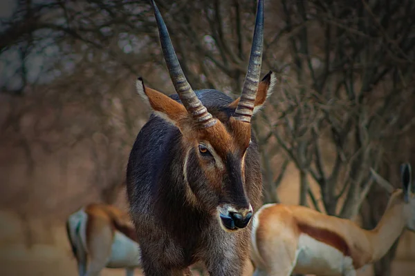 Wasserbock Männchen Aus Nächster Nähe Langen Gras Etosha Nationalpark Namibia — Stockfoto