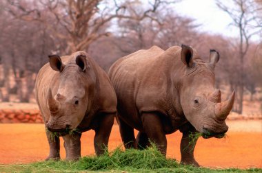  Vahşi Afrika hayvanları. Namibya 'daki Etosha Ulusal Parkı' nda ot yiyen iki boğa beyazı gergedanın portresi.. 